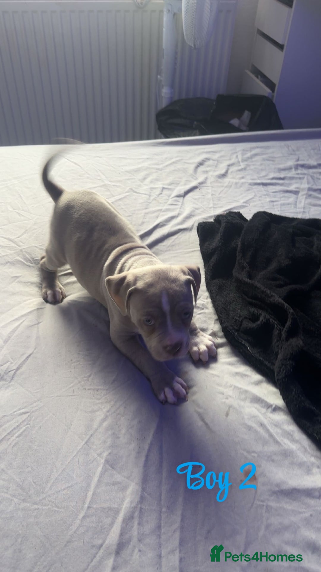 American Bully dogs for sale: Stunning pocket bully pups for sale - Image 15