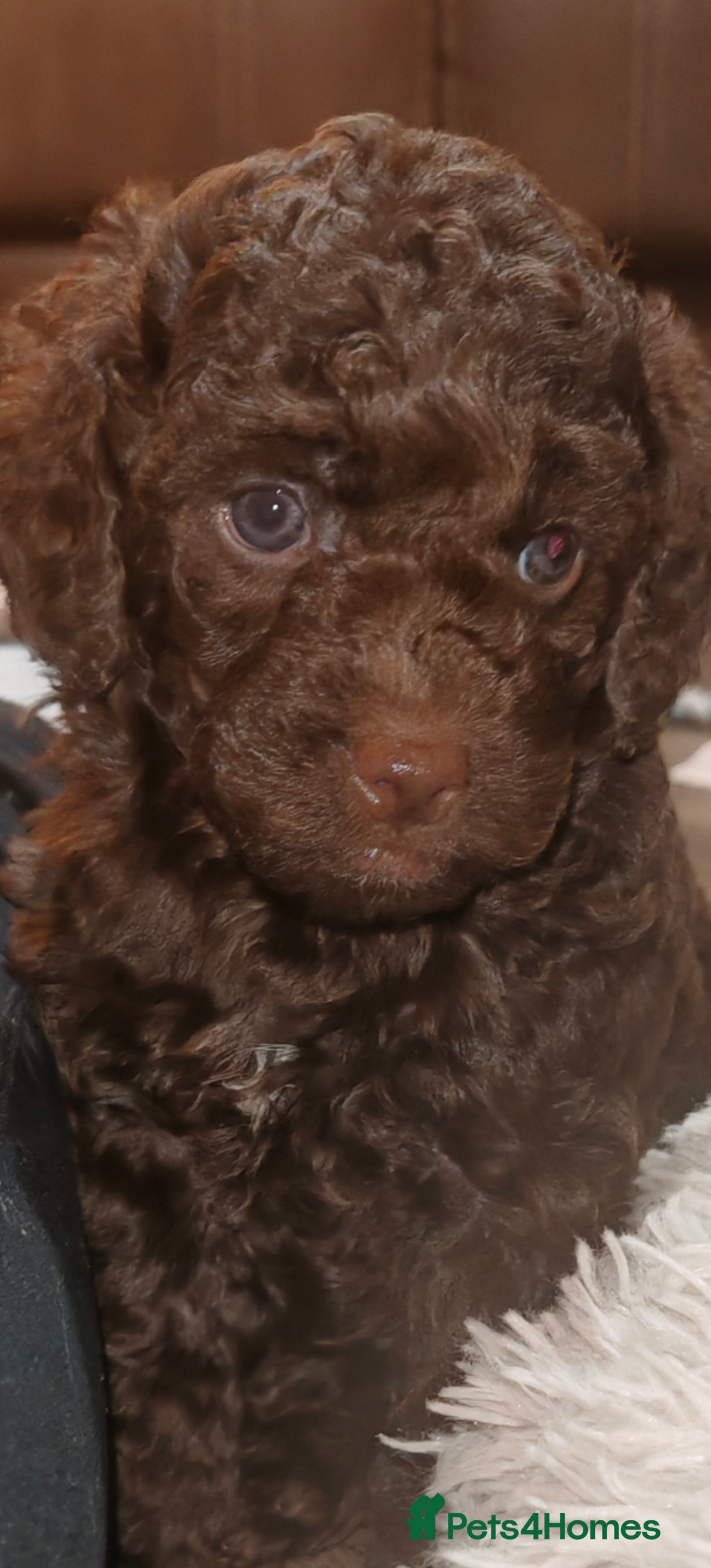 Cockapoo dogs Cockapoo puppies  - Advert 16