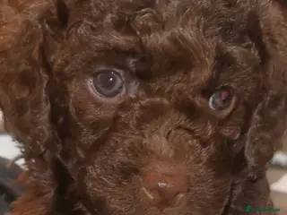 Cockapoo dogs Cockapoo puppies - Advert 2