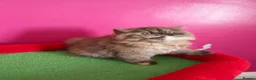 British Longhair cats for sale: British Longhair Chocolate tortie ready to leave  - Advert 6