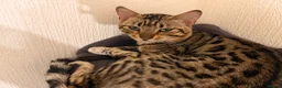 Bengal cats for sale: Beautiful bengal  in Sidcup - Advert 4