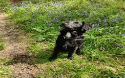 Mixed Breed dogs for sale: Sprollie pup - Image 4