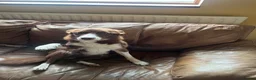 Border Collie dogs for stud: Border collie /red stud dog  in Gainsborough - Advert 2