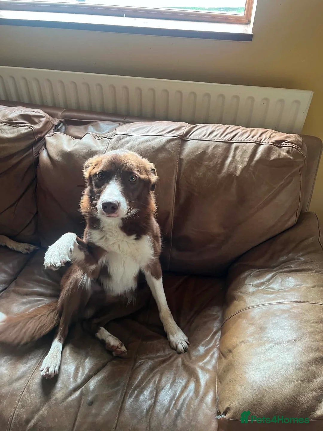 Border Collie dogs for stud: Border collie /red stud dog  in Gainsborough - Advert 2