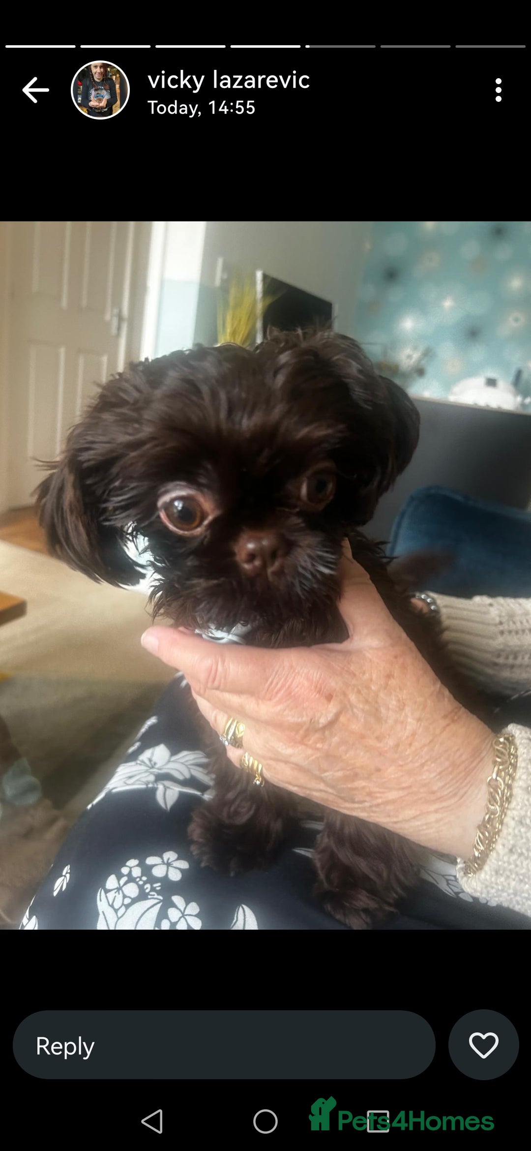 Shih Tzu dogs for sale: IMPERIAL SHIH TZU  - Image 1