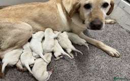 Labrador Retriever dogs for sale: Labrador puppies - Image 4