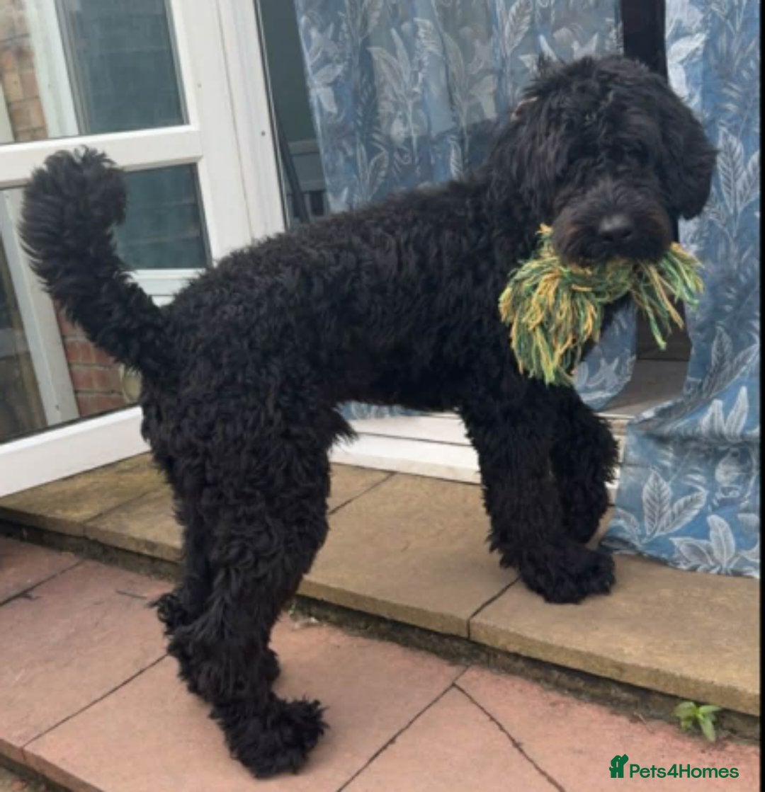 Mixed Breed dogs Giant Schnoodle - Advert 3