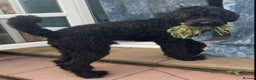 Mixed Breed dogs for sale: Giant Schnoodle - Advert 1