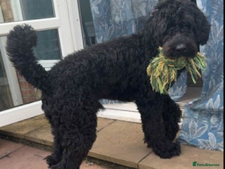 Mixed Breed dogs Giant Schnoodle - Advert 3