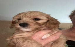 Mixed Breed dogs for sale: Beautiful Cavapoo puppies  - Image 16