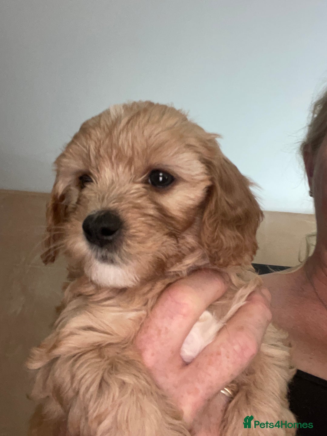 Mixed Breed dogs for sale: Beautiful Cavapoo puppies  - Image 16