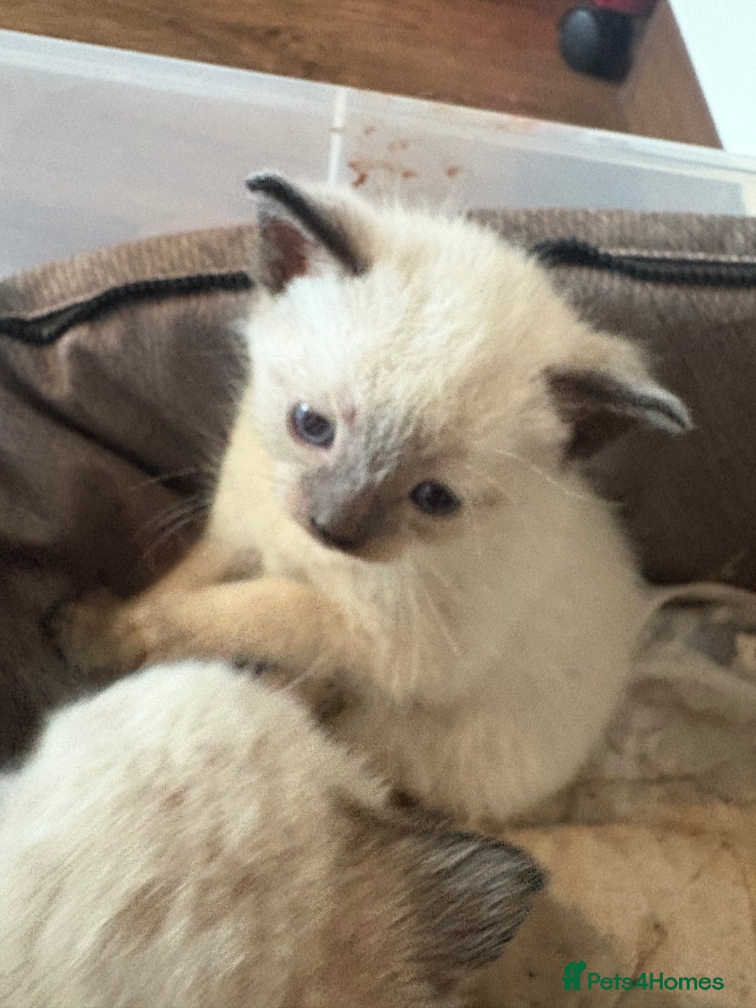Domestic Shorthair cats for sale: Female domestic short hair kitten - Image 1