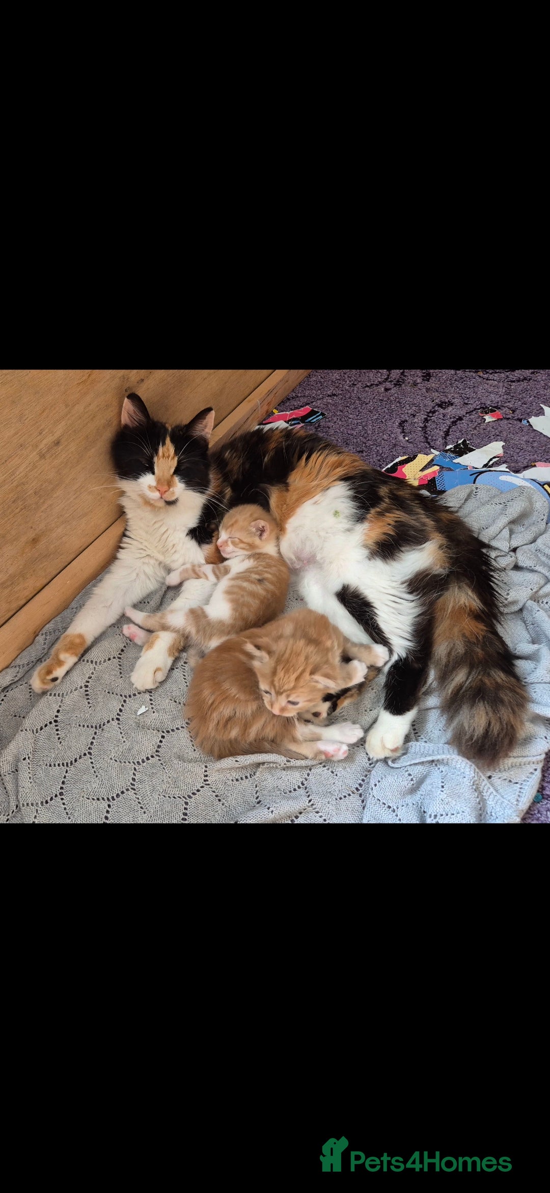 Mixed Breed cats for sale: Half bengal kitten 4 sale  - Image 4