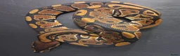 Python Snake reptiles for sale: Royal Pythons Male and Females  - Advert 5