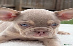 French Bulldog dogs for sale: Miss White X Kastro  - Image 6