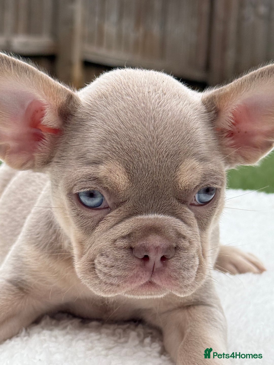 French Bulldog dogs for sale: Miss White X Kastro  - Image 6