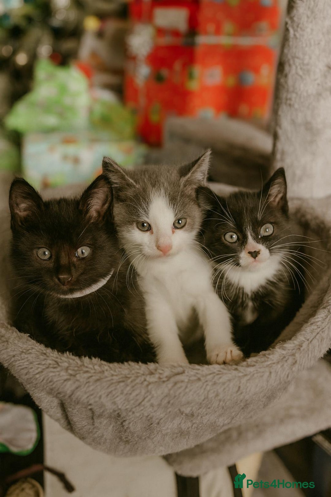 Mixed Breed cats for sale: 2 lovely/cutie male kittens, mothers half ragdoll - Advert 8