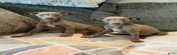 Whippet dogs for sale: 2 stunning boys left Ready to go kc reg - Advert 5