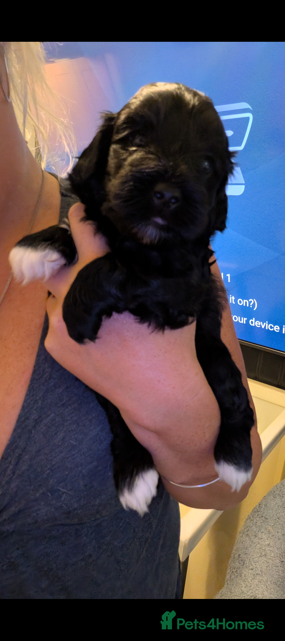 Mixed Breed dogs for sale: Yorkiepoo cockapoo puppies  - Image 4