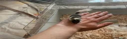 Mouse rodents for sale: Pied dormice ; grass striped mice  - Advert 10
