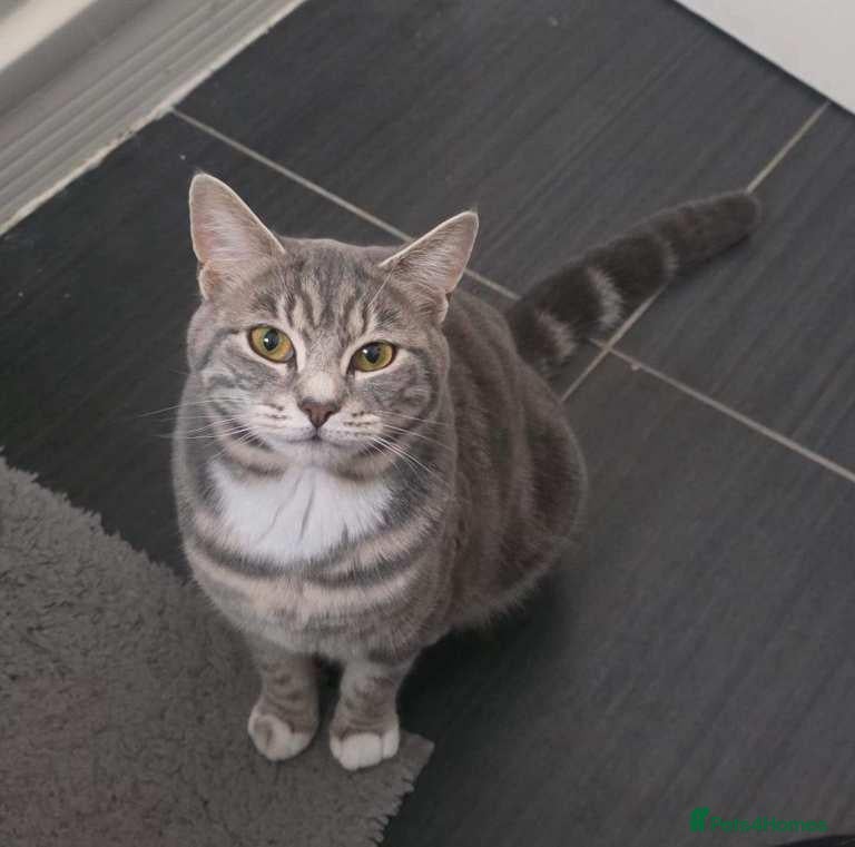 Mixed Breed cats British Shorthair Cross Tabby Kittens. - Advert 12