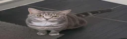 Mixed Breed cats for sale: British Shorthair Cross Tabby Kittens. - Advert 1