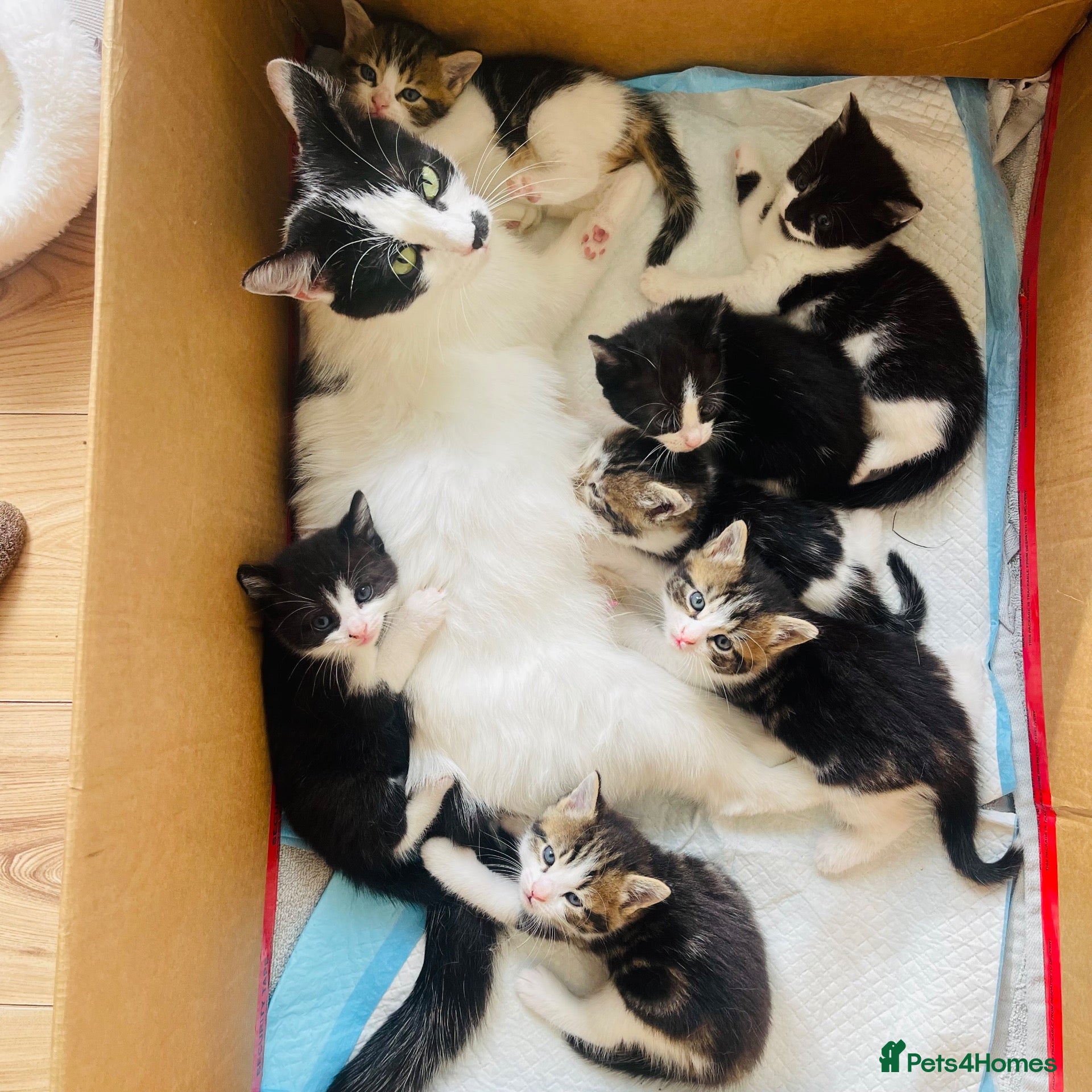 Mixed Breed cats Kittens for sale ,mixed breed, wonderful behaviour - Advert 1
