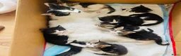 Mixed Breed cats for sale: Kittens for sale ,mixed breed, wonderful behaviour - Advert 1