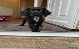 Cocker Spaniel dogs for sale: 10 Week old Working Cocker spaniel - Image 3