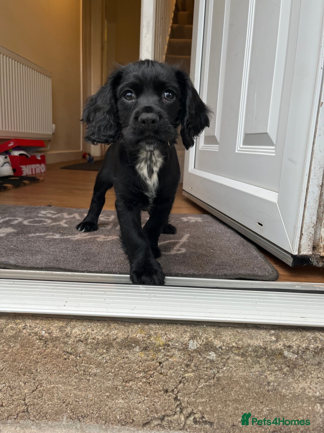 Cocker Spaniel dogs for sale: 10 Week old Working Cocker spaniel - Image 3