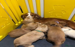 Cocker Spaniel dogs for sale: Cocker spaniel puppys READY SOON - Image 8