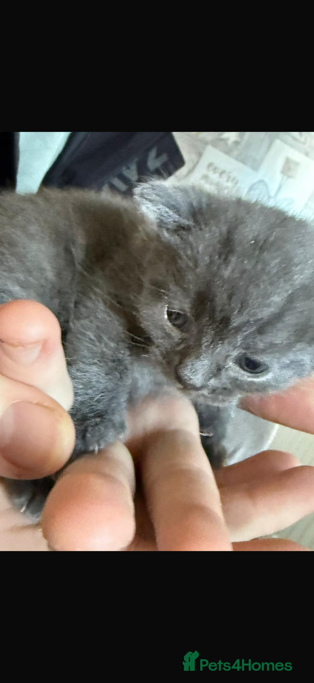 British Shorthair cats for sale: British short hair x domestic kittens  - Image 15