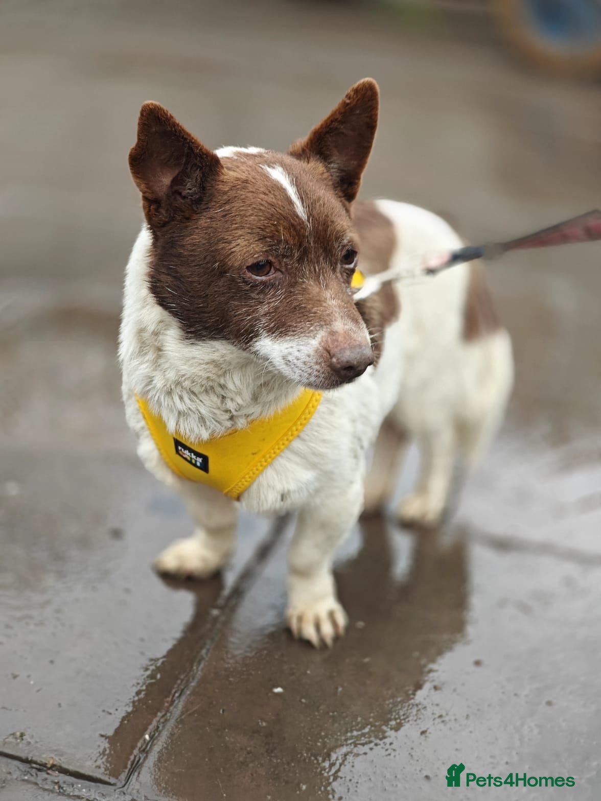 Mixed Breed dogs 💙🐶 FINIK – HE TREASURES EVERY SECOND - Advert 9