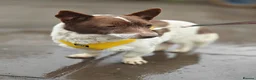 Mixed Breed dogs for adoption: 💙🐶 FINIK – HE TREASURES EVERY SECOND in Burton-on-Trent - Advert 12