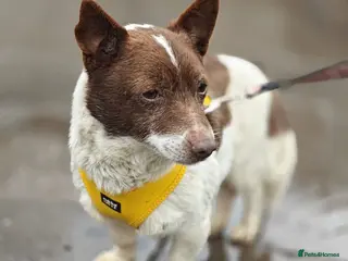 Mixed Breed dogs 💙🐶 FINIK – HE TREASURES EVERY SECOND - Advert 1