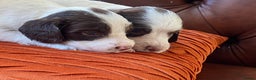 English Springer Spaniel dogs for sale: Springer Spaniel Puppies - Advert 3