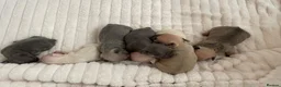 French Bulldog dogs for sale: Lilac/cream,platinum & fawn frenchie puppies - Advert 5