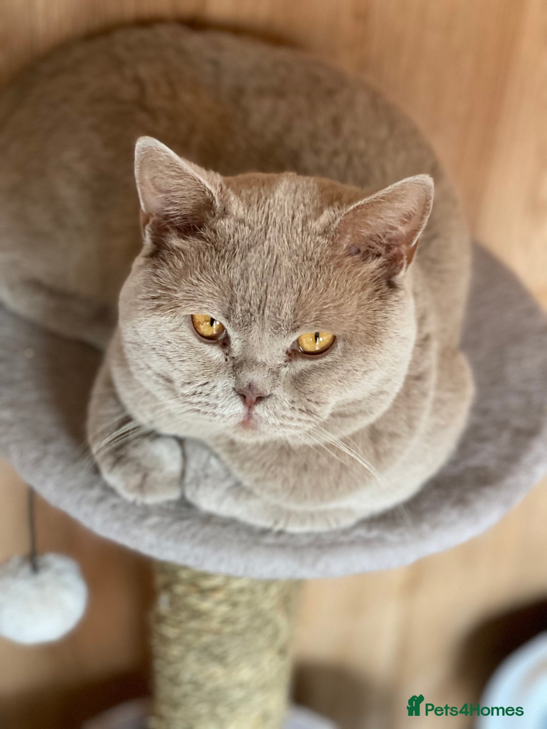 British Shorthair cats for stud: Lilac gccf stud blood group Ab in Birmingham - Advert 2