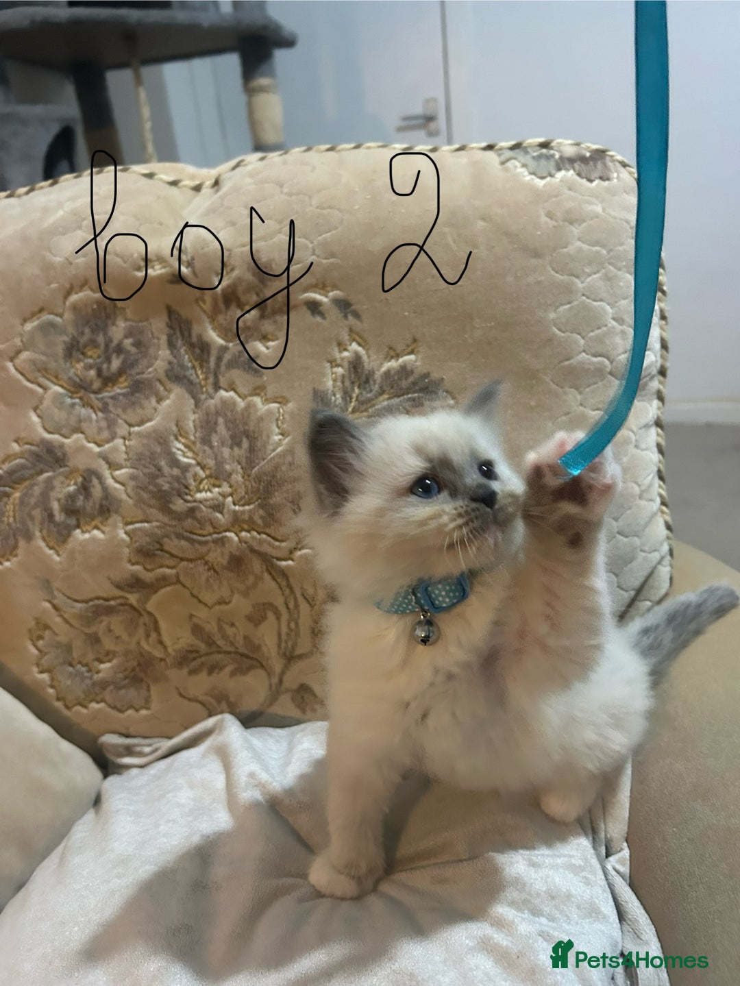 Ragdoll cats for sale: A real ragdoll - Advert 5