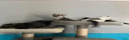 British Shorthair cats for sale: Kittens  - Advert 4