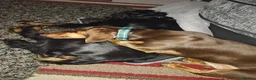 Miniature Dachshund dogs for sale: Miniature dachshund boy - Advert 6