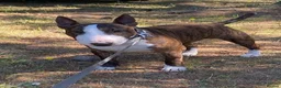 Miniature Bull terrier dogs for sale: 🐾 SPECIAL HOME WANTED FOR A VERY SPECIAL BOY 🐾 - Advert 6