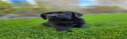 Labrador Retriever dogs for sale: High Quality Black Labrador Puppies - Advert 8