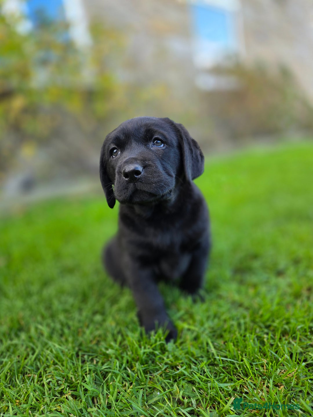 Labrador Retriever dogs for sale: High Quality Black Labrador Puppies - Advert 8