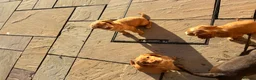 Cocker Spaniel dogs for sale: Cocker spaniel puppy’s  in Hartlepool - Advert 8