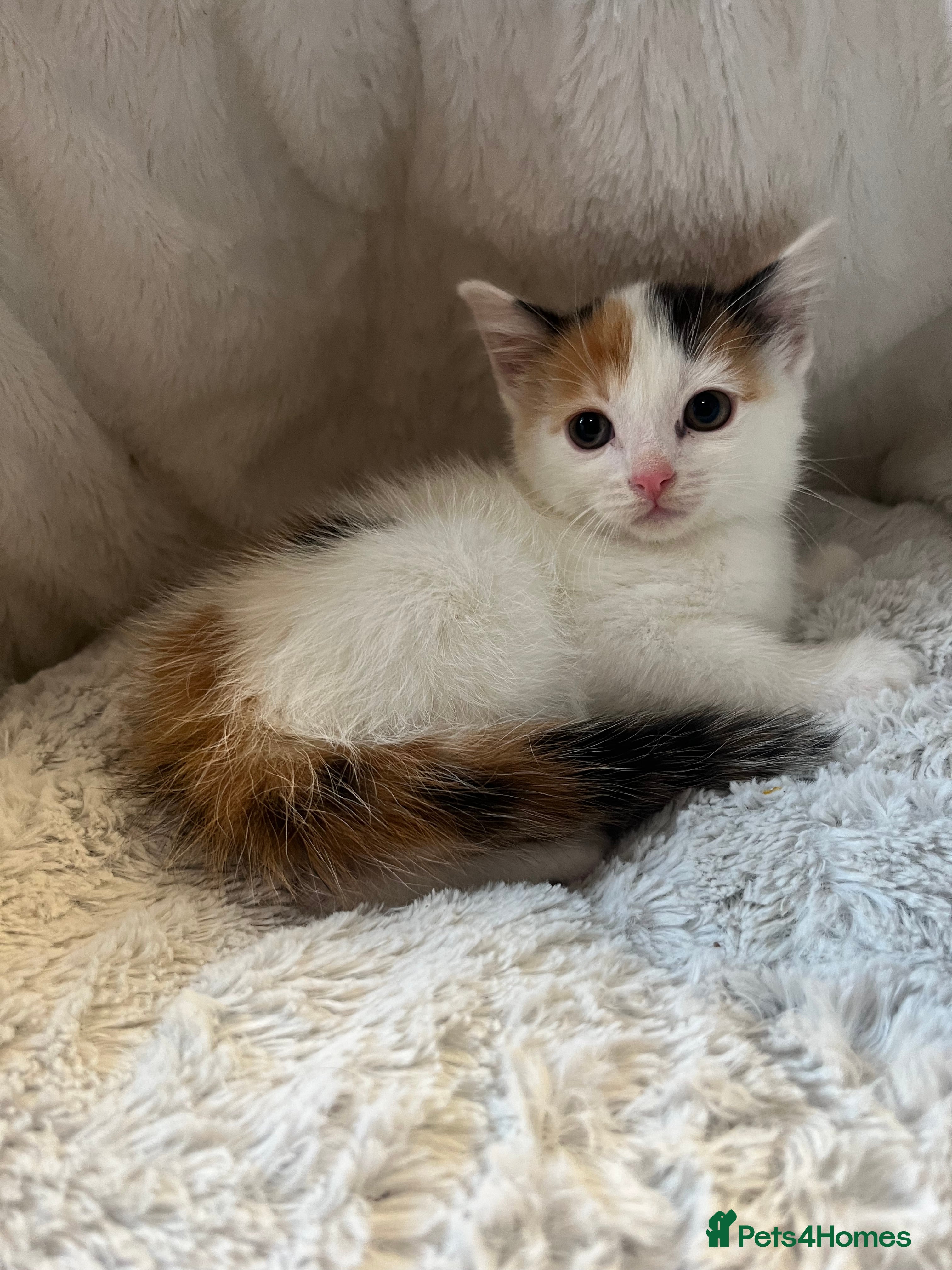 Mixed Breed cats 🐾 8 week Beautiful Girl Kitten - Advert 2