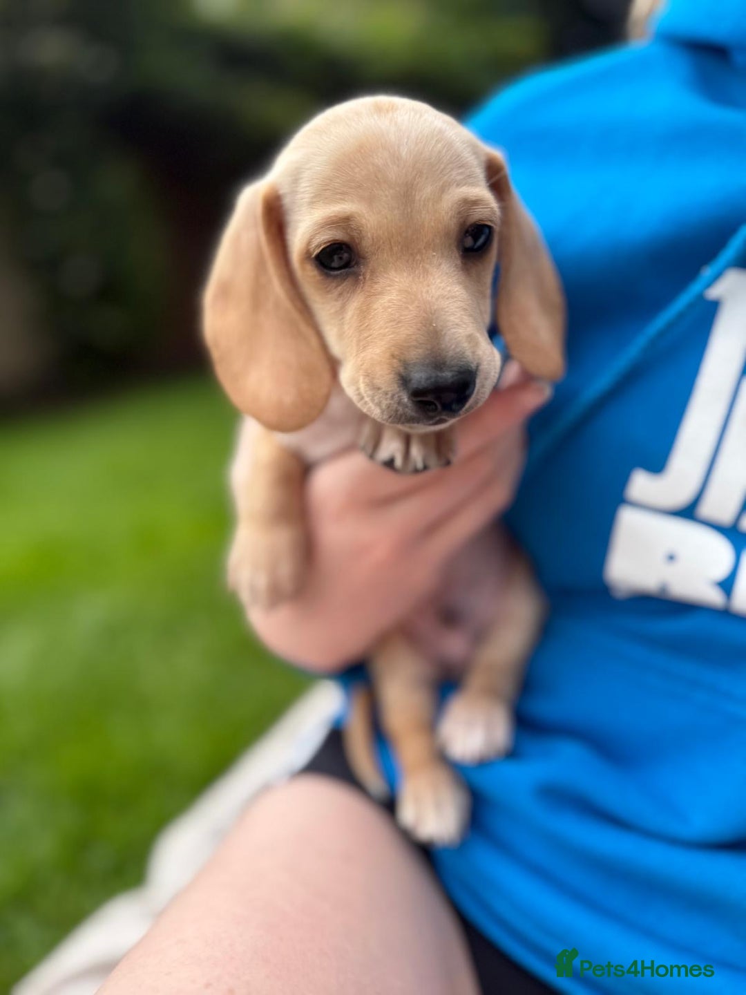 Miniature Dachshund dogs for sale: Miniature dachshund puppies ready 10/08/25 - Image 13