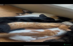 Mixed Breed cats for sale: Gorgeous kittens  - Image 10