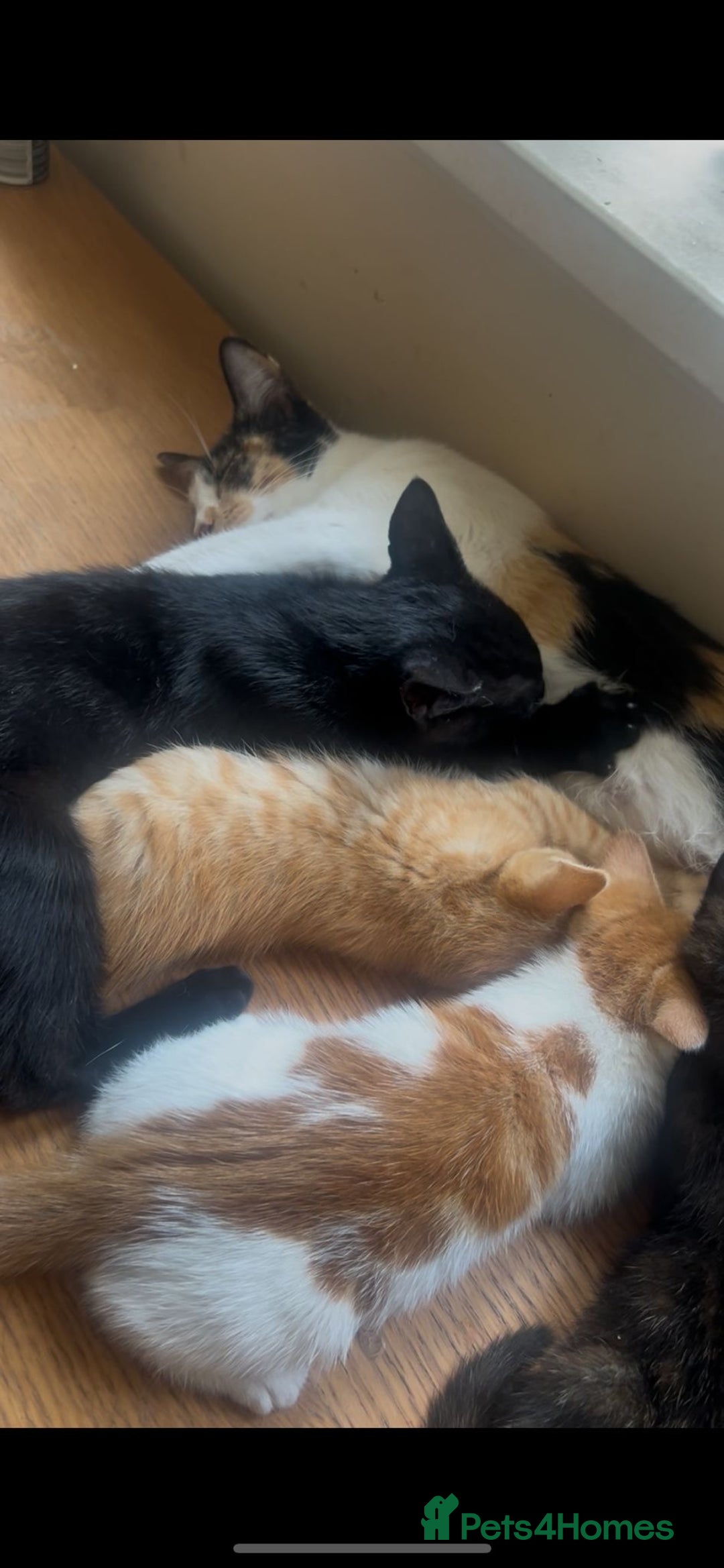 Mixed Breed cats for sale: Gorgeous kittens  - Image 10