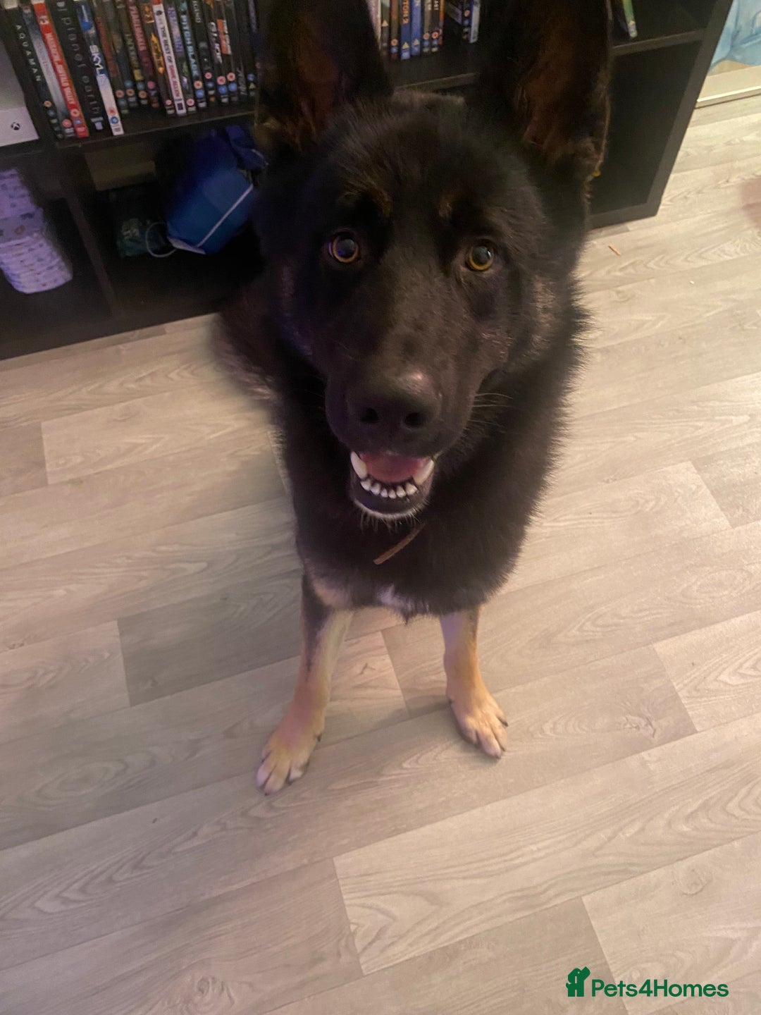 Shepsky dogs for sale: Shepsky apollo - Advert 2